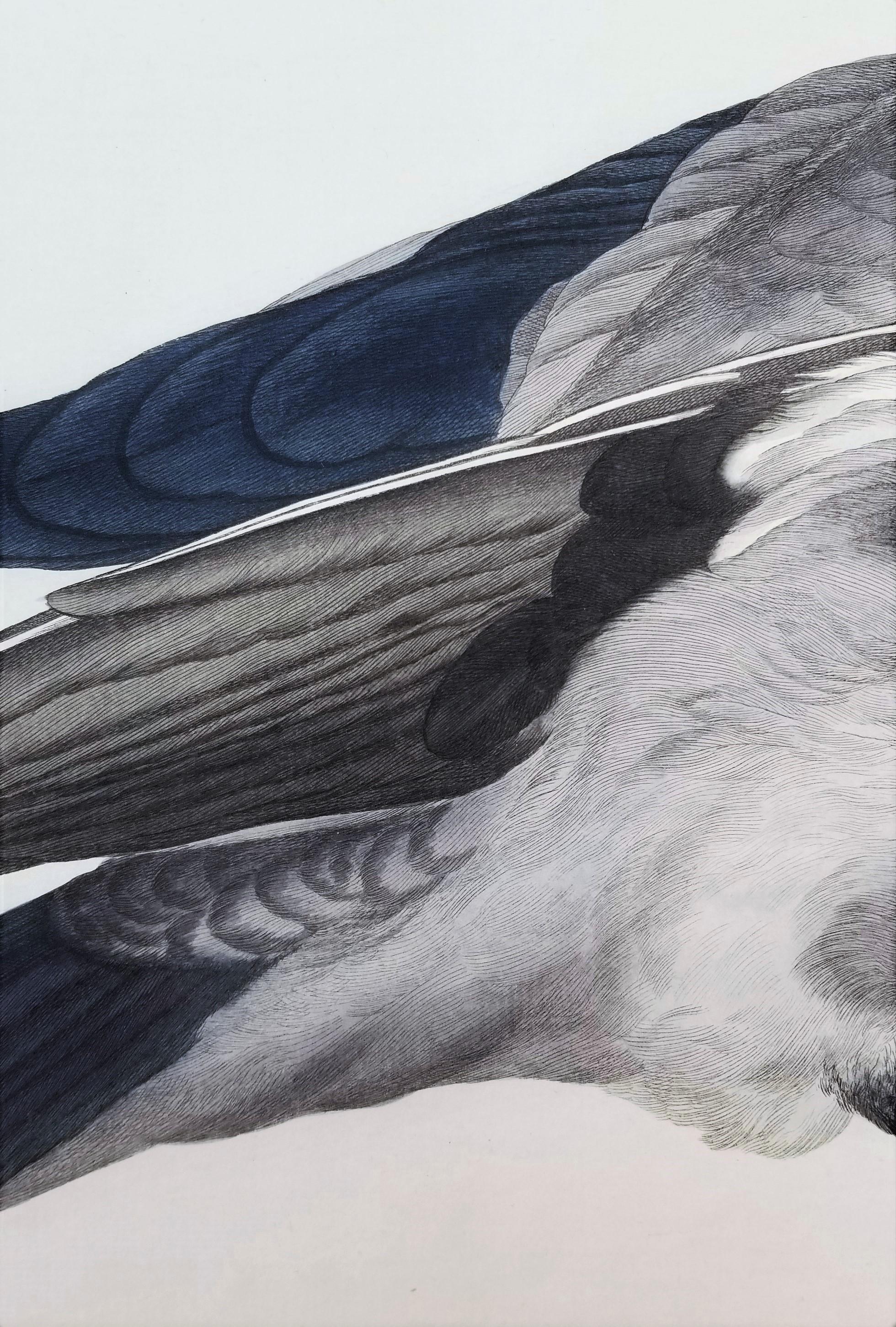 Corvus, Cornix (Hooded Crow) /// Dutch Ornithology Bird Animal Engraving Print For Sale 5
