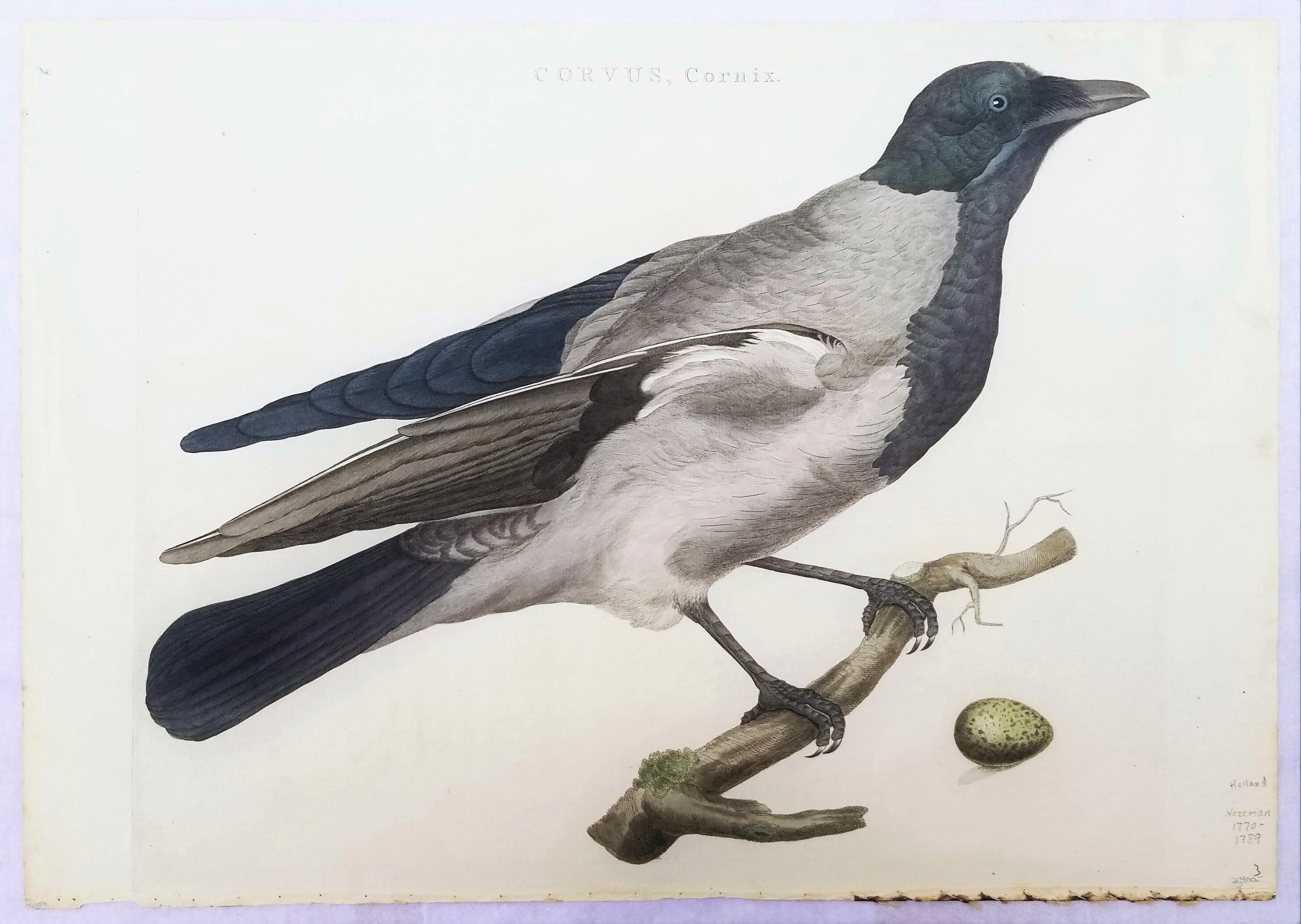 crow engraving