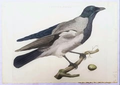 Corvus, Cornix (Hooded Crow) /// Dutch Ornithology Bird Animal Engraving Print