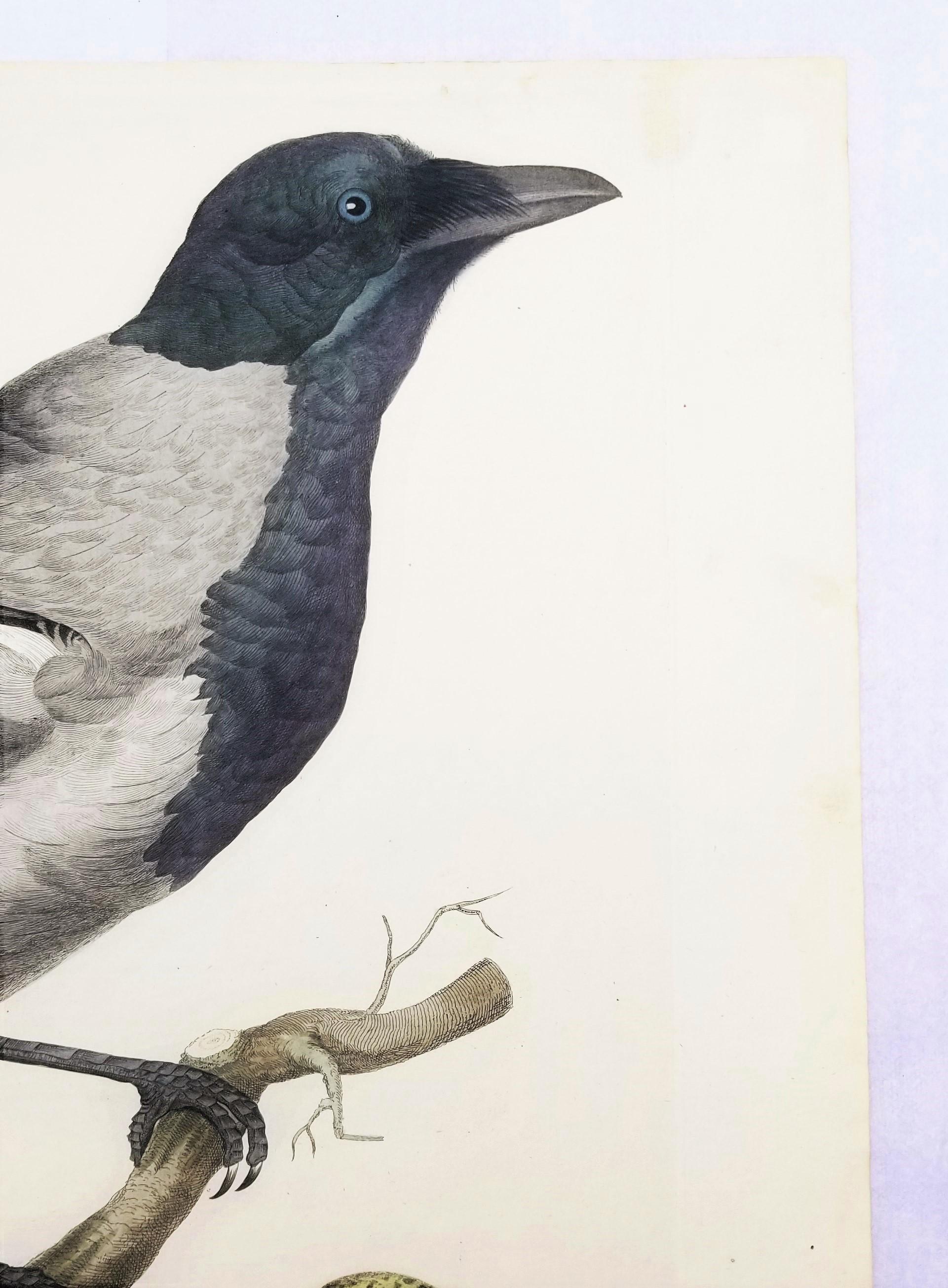 Corvus, Cornix (Hooded Crow) /// Dutch Ornithology Bird Animal Engraving Print - Gray Animal Print by Cornelius NOZEMAN
