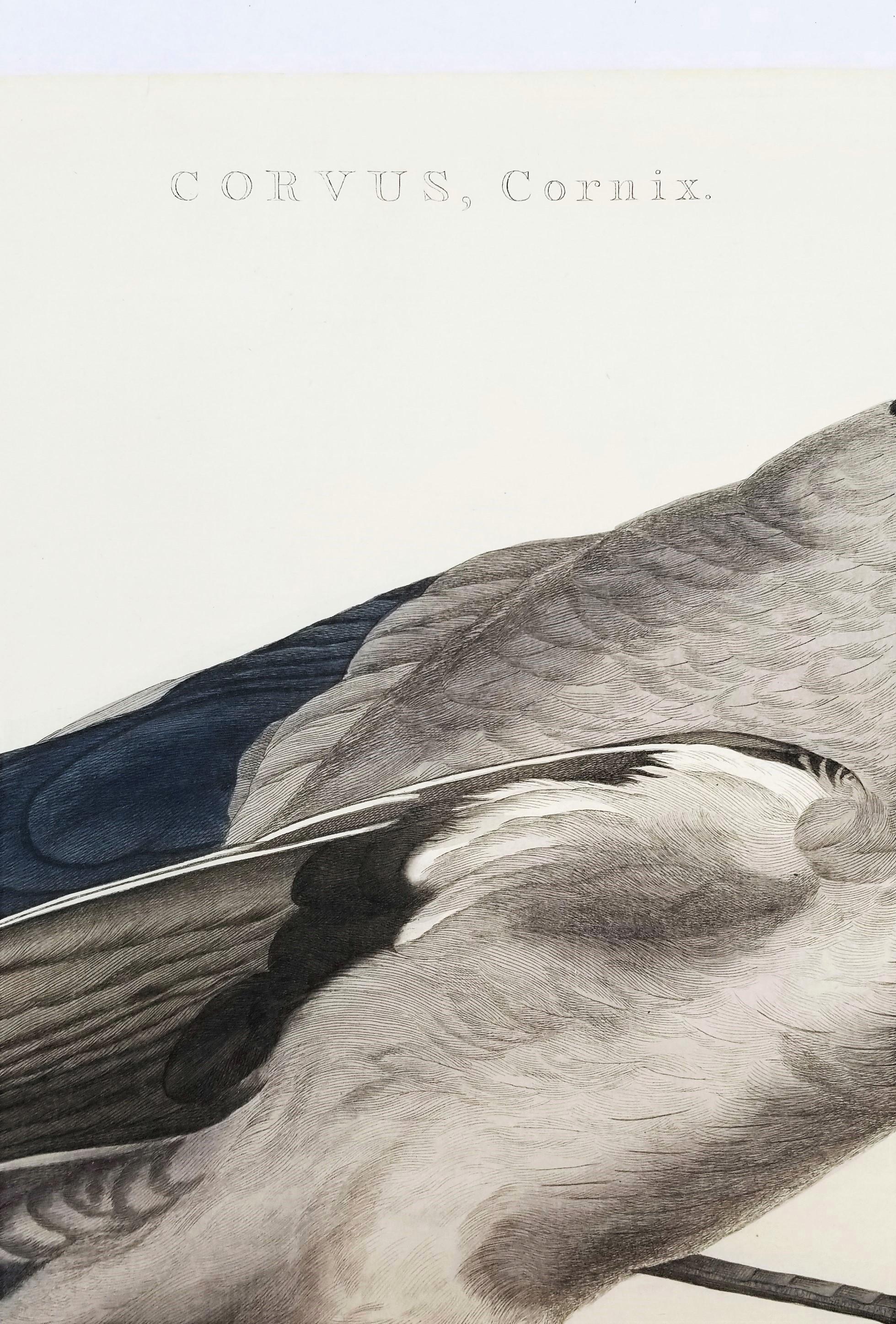 Corvus, Cornix (Hooded Crow) /// Dutch Ornithology Bird Animal Engraving Print For Sale 1