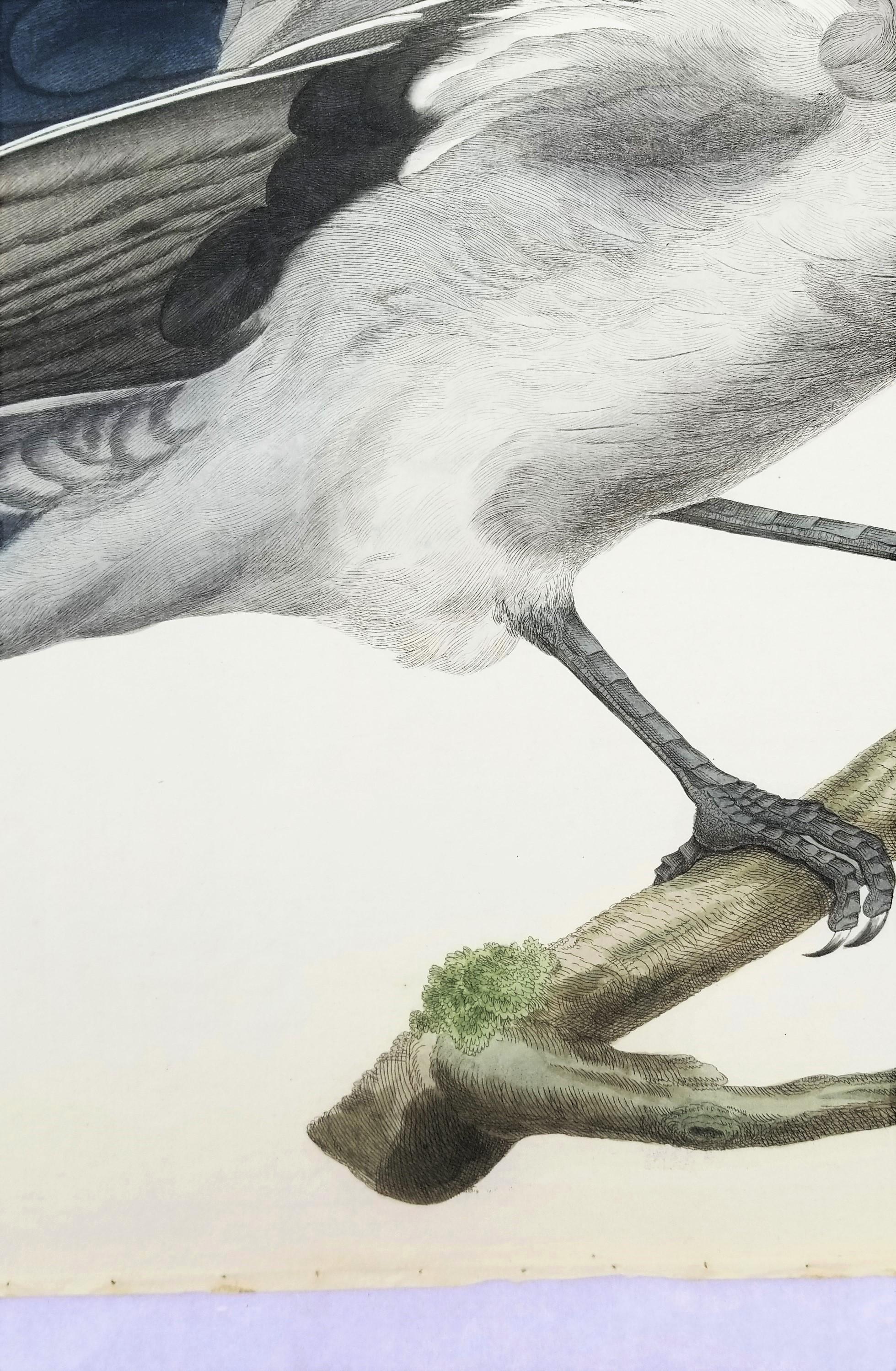 Corvus, Cornix (Hooded Crow) /// Dutch Ornithology Bird Animal Engraving Print For Sale 2