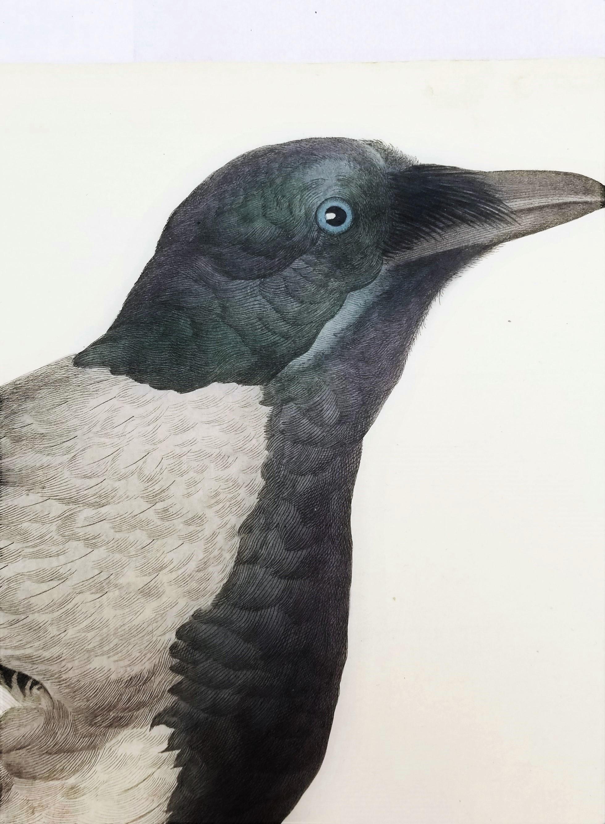 Corvus, Cornix (Hooded Crow) /// Dutch Ornithology Bird Animal Engraving Print For Sale 3