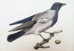 Corvus, Cornix (Cuervo Encapuchado) /// Ornitología Holandesa Pájaro Animal Impresión Grabado