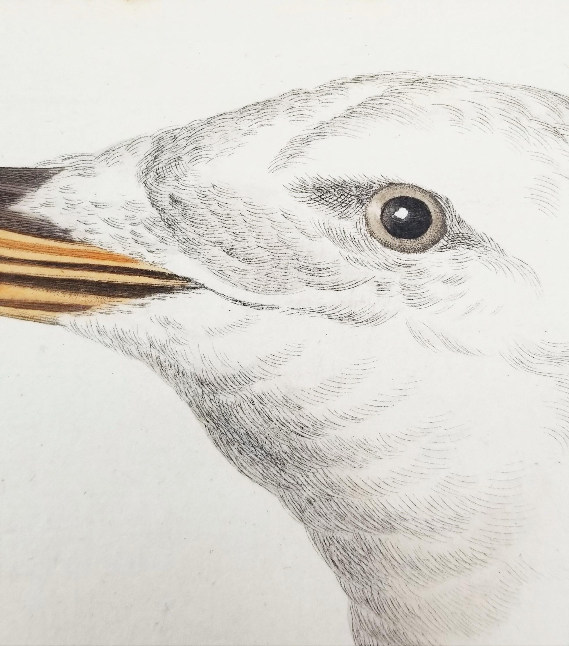 Larus, Cinereus (Gaviota argéntea europea) /// Ornitología holandesa Bird Animal Print en venta 9