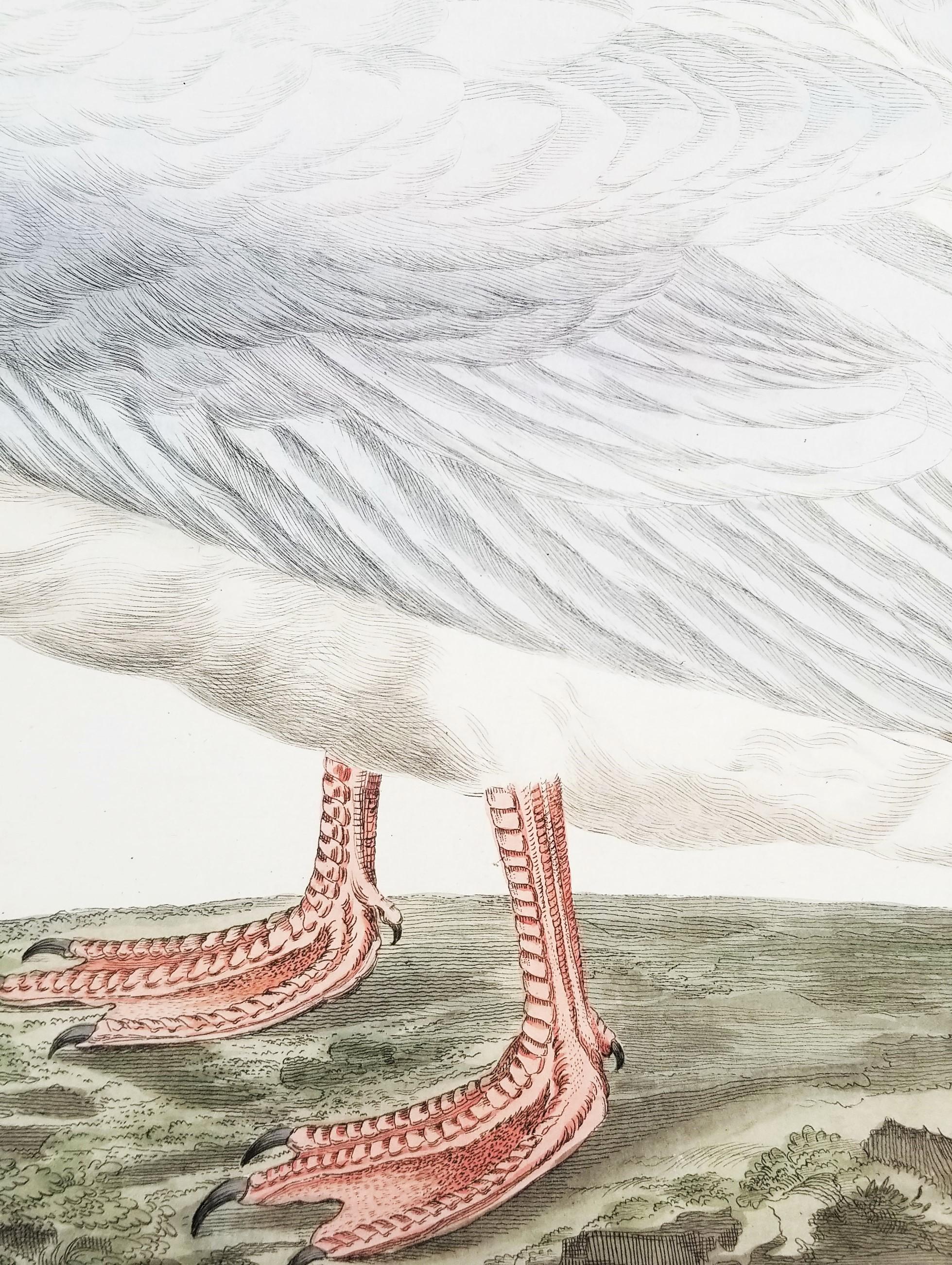 Larus, Cinereus (Gaviota argéntea europea) /// Ornitología holandesa Bird Animal Print en venta 10