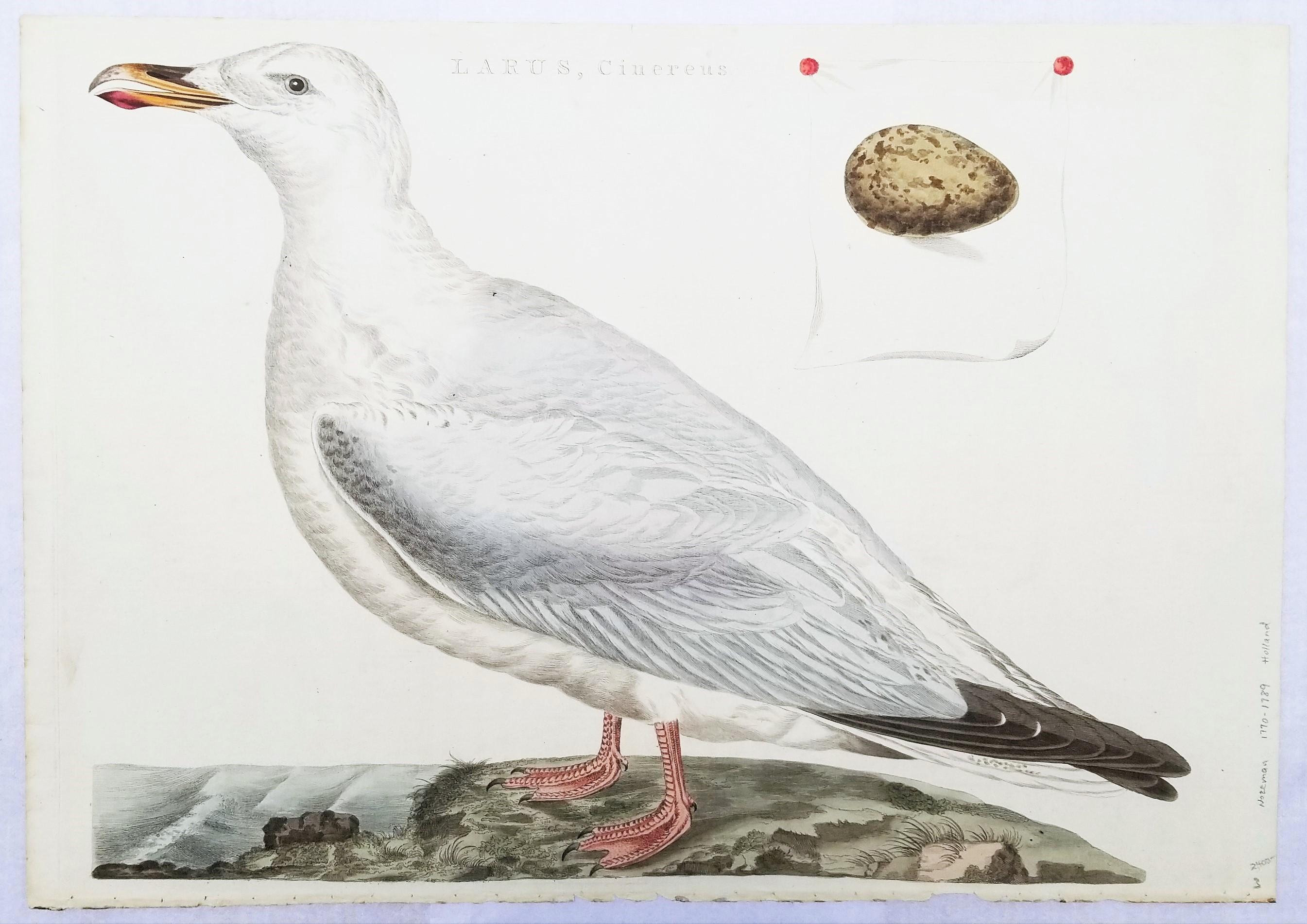 Larus, Cinereus (Gaviota argéntea europea) /// Ornitología holandesa Bird Animal Print en venta 1
