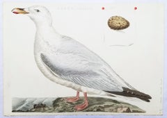 Larus, Cinereus (European Herring Gull) /// Dutch Ornithology Bird Animal Print