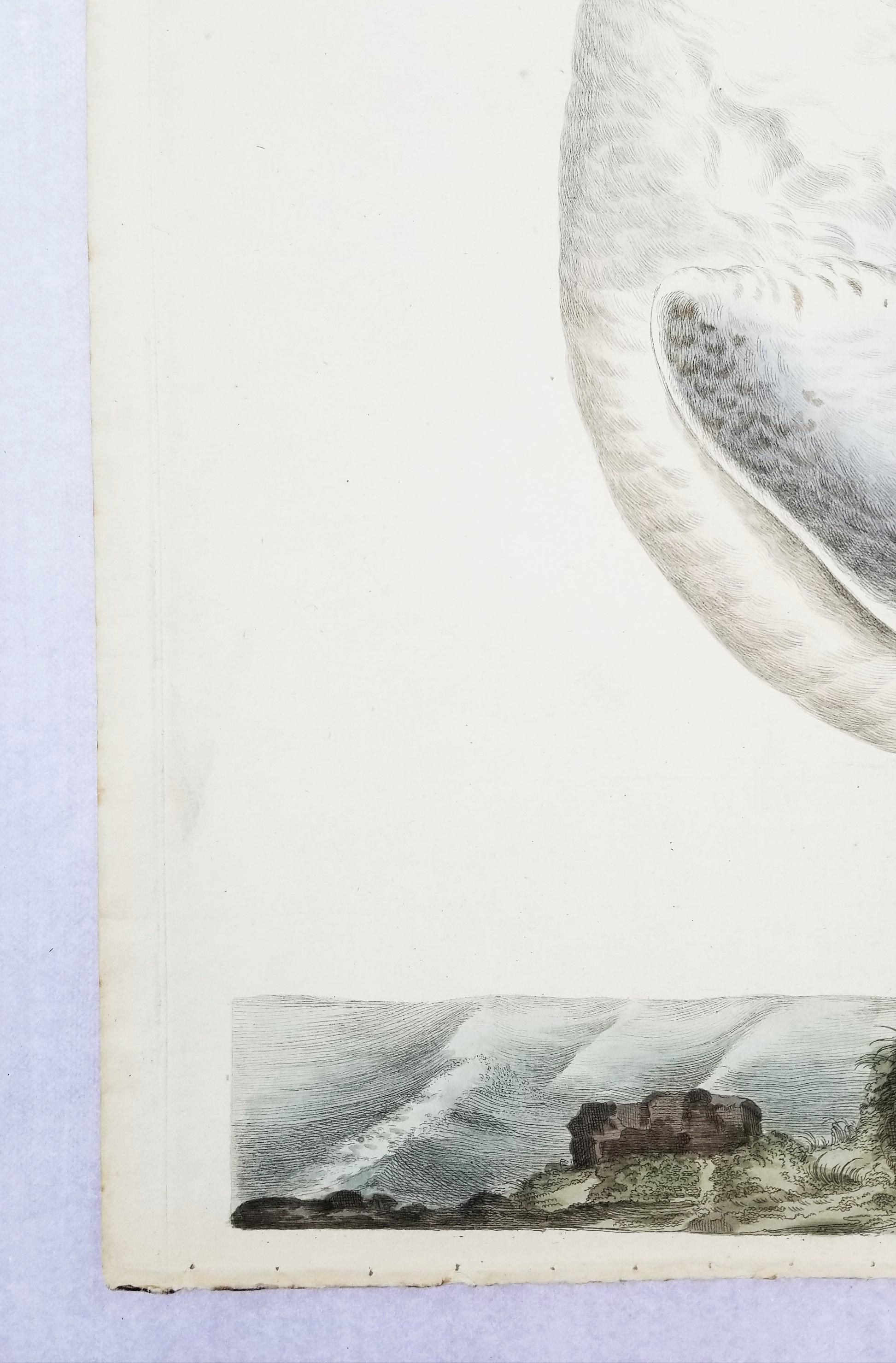 Larus, Cinereus (Gaviota argéntea europea) /// Ornitología holandesa Bird Animal Print en venta 2