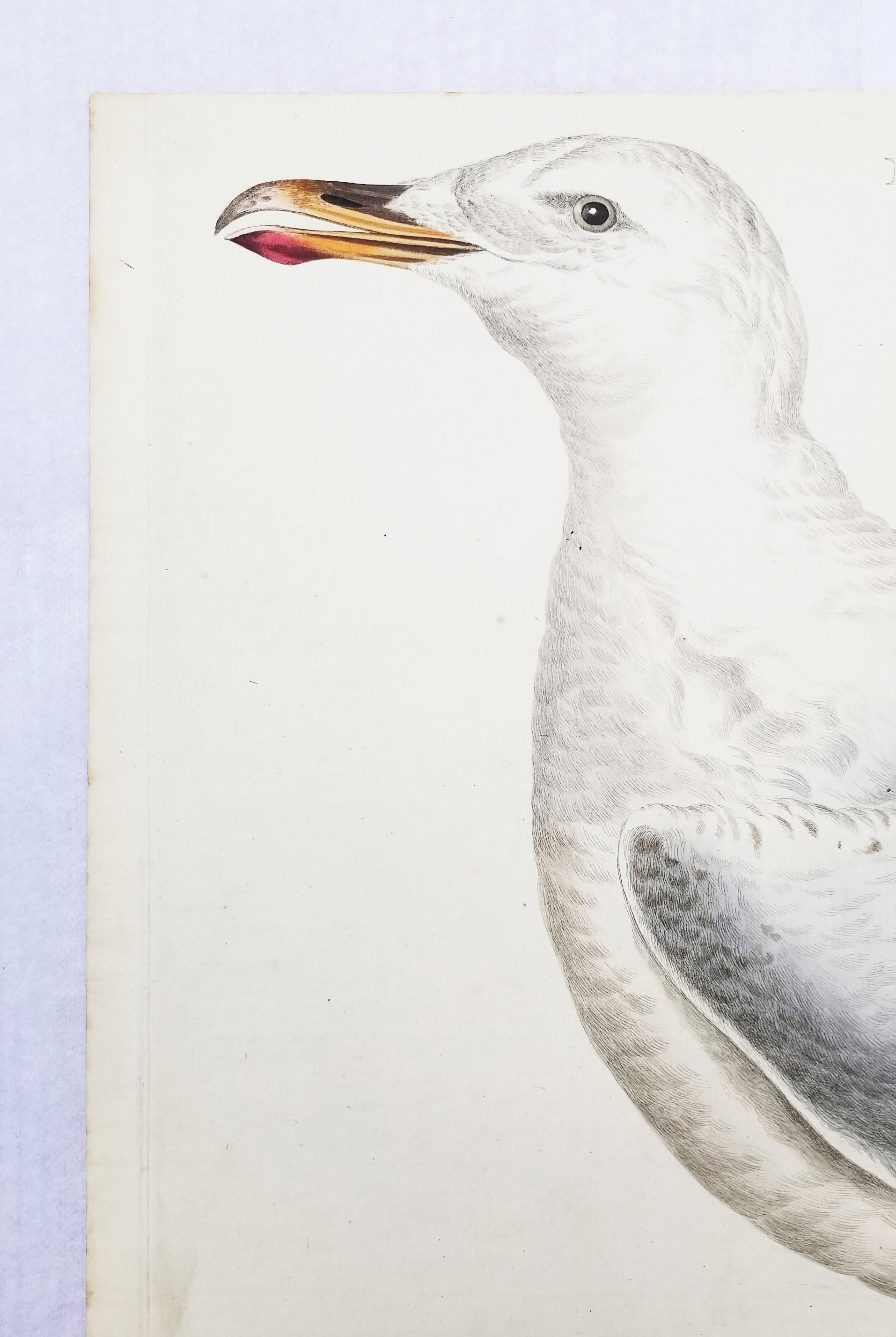 Larus, Cinereus (Gaviota argéntea europea) /// Ornitología holandesa Bird Animal Print en venta 3