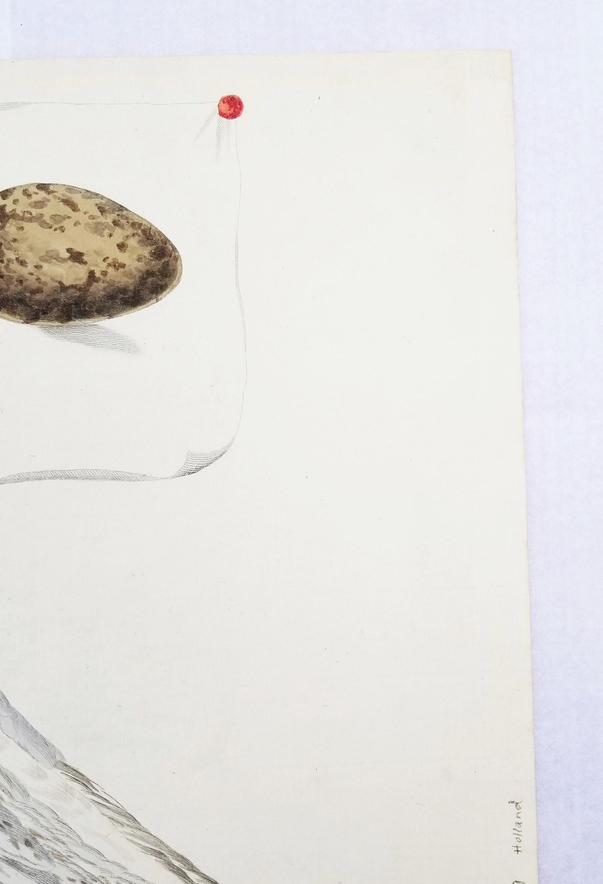 Larus, Cinereus (Gaviota argéntea europea) /// Ornitología holandesa Bird Animal Print en venta 4