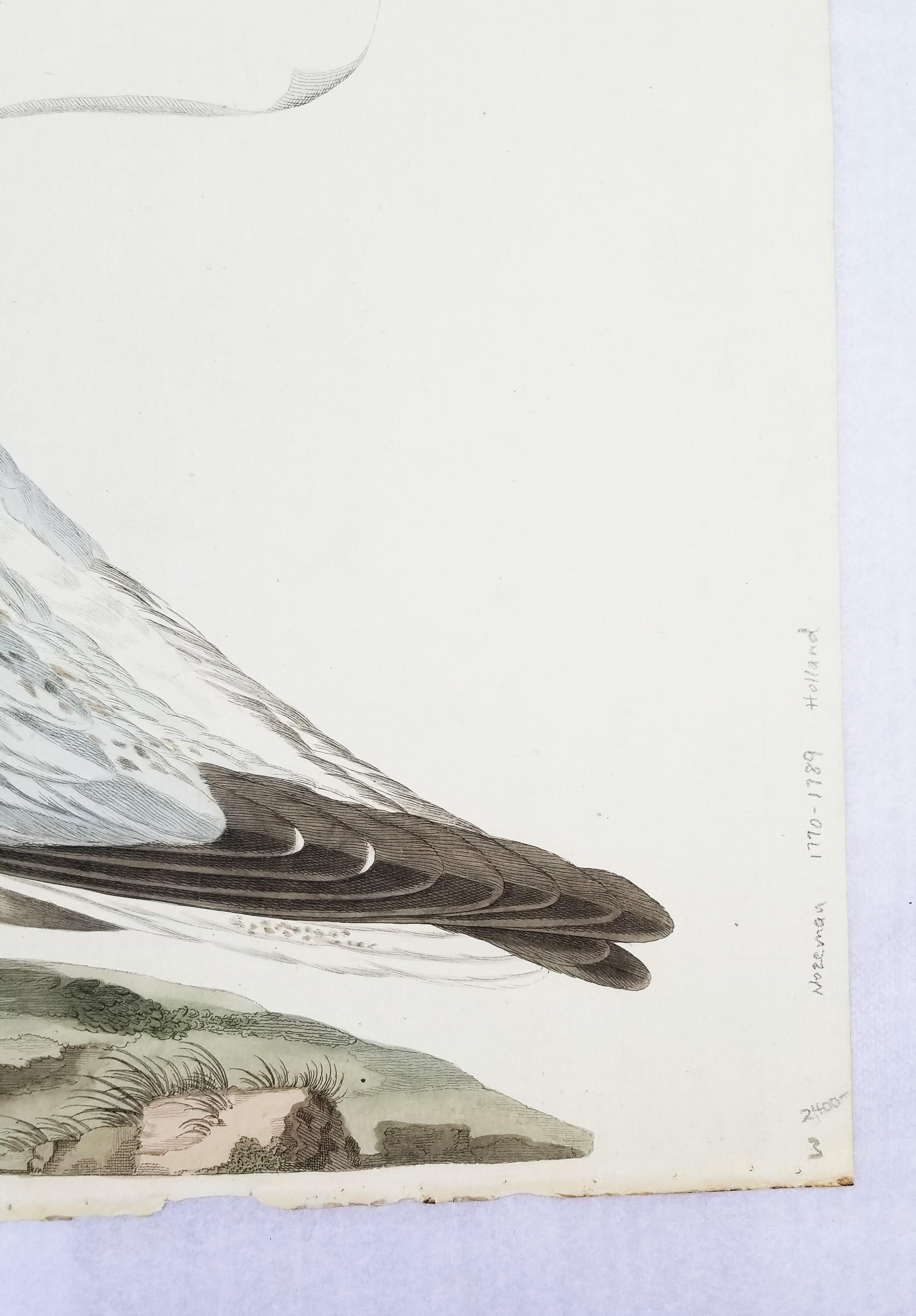 Larus, Cinereus (Gaviota argéntea europea) /// Ornitología holandesa Bird Animal Print en venta 5