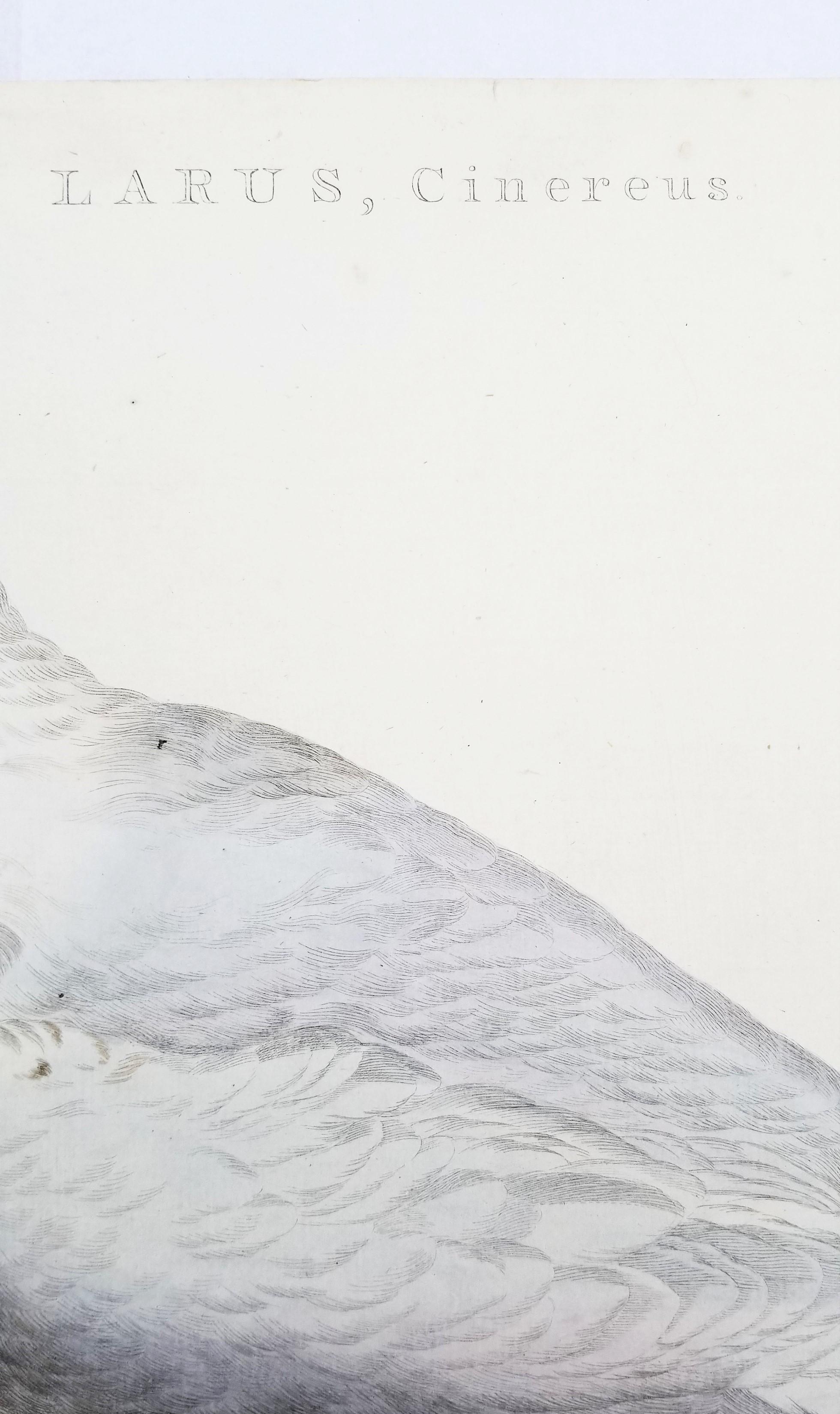 Larus, Cinereus (Gaviota argéntea europea) /// Ornitología holandesa Bird Animal Print en venta 6
