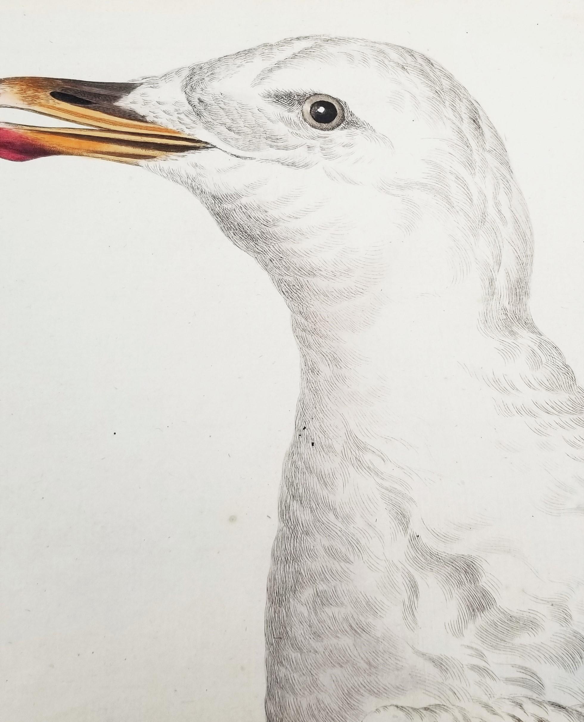 Larus, Cinereus (Gaviota argéntea europea) /// Ornitología holandesa Bird Animal Print en venta 8