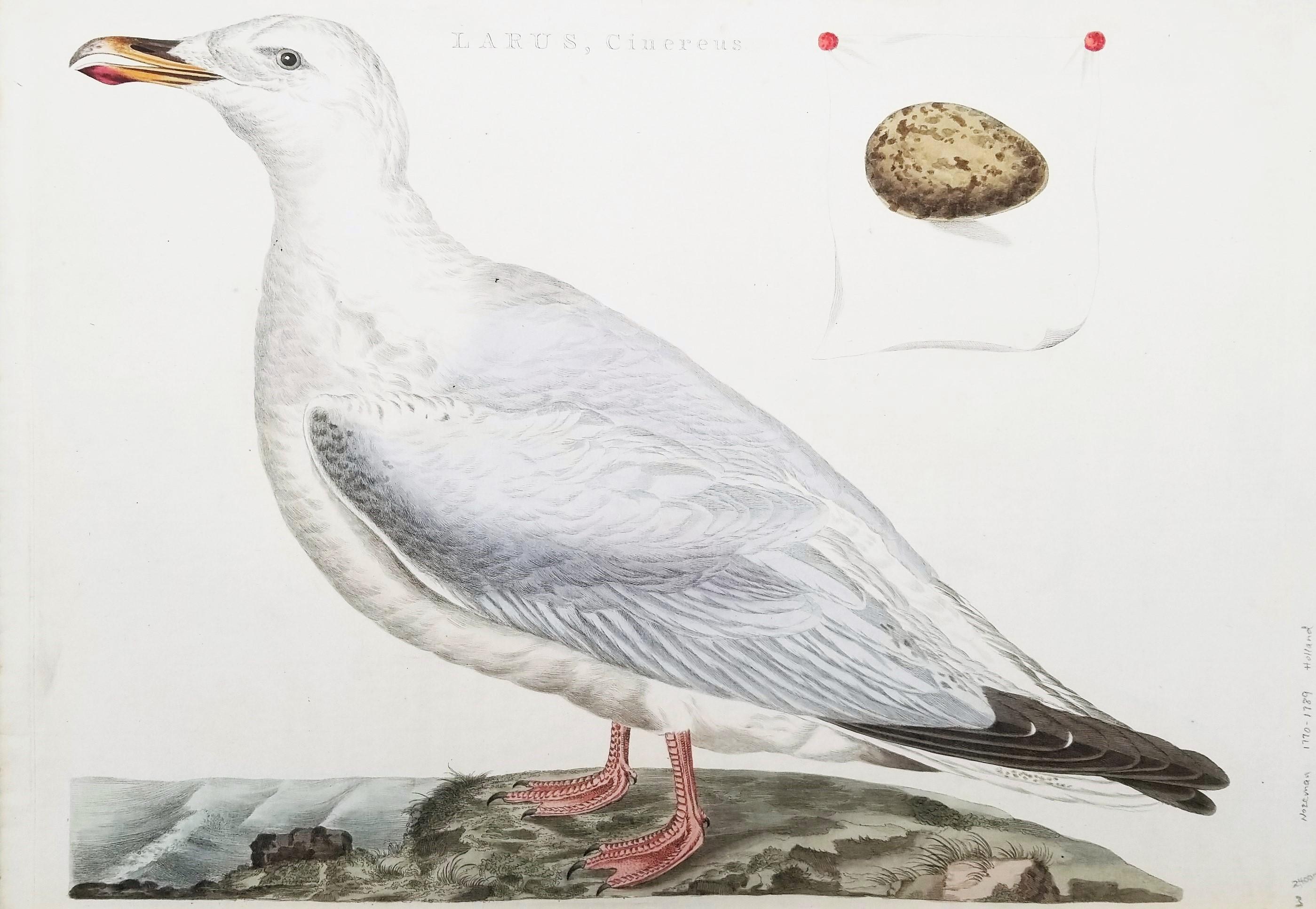 Artista: Cornelius NOZEMAN (neerlandés, 1720-1786)
Título: "Larus, Cinereus (Gaviota argéntea europea)" (Ilustración 101)
Portafolio: Nederlandsche Vogelen (Pájaros holandeses)
Año: 1770-1829
Soporte: Grabado original coloreado a mano sobre papel