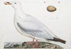 Antique Larus, Cinereus (European Herring Gull) /// Dutch Ornithology Bird Animal Print