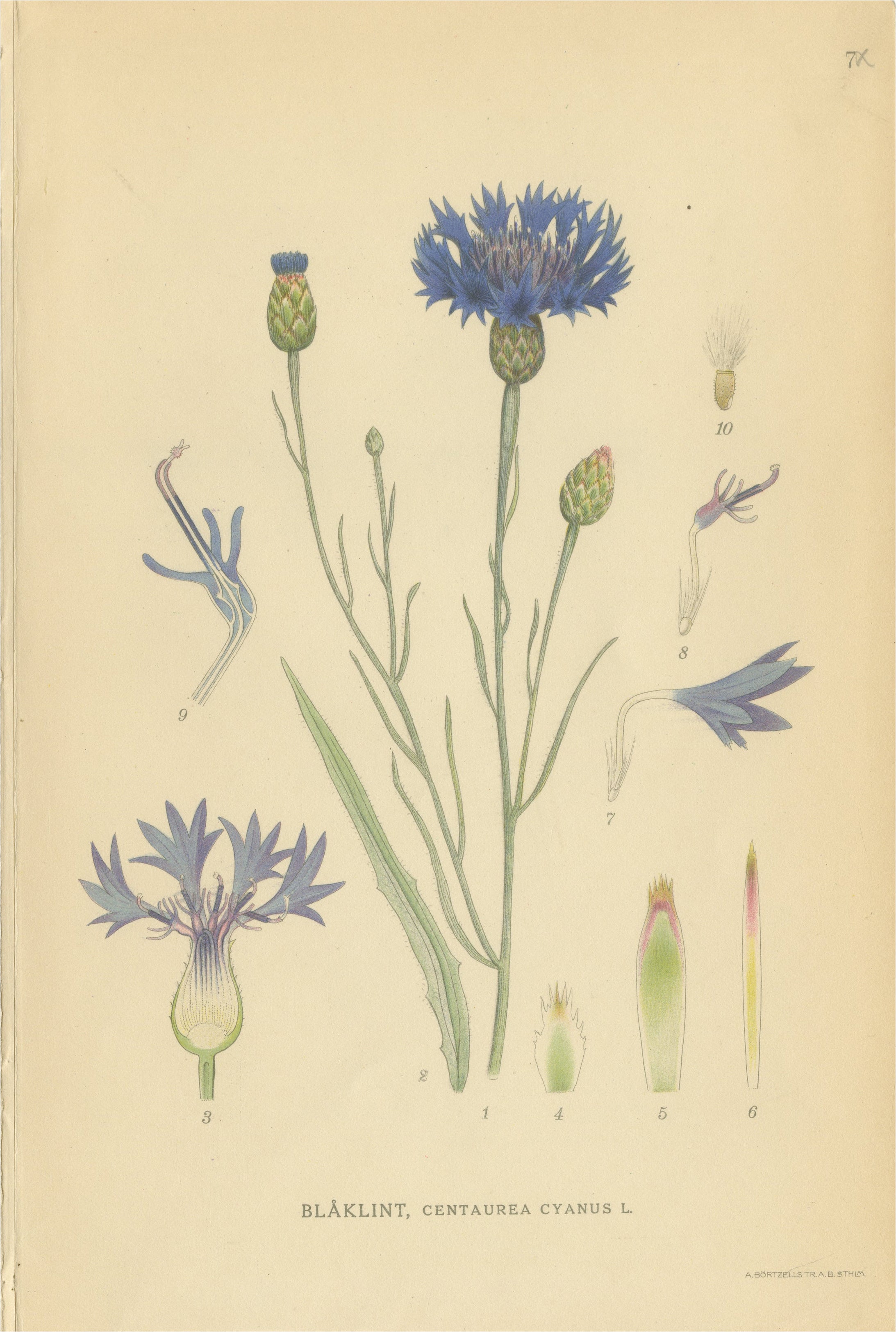 Cornflower Botanical Study, Centaurea Cyanus, Carl Lindman, c.1905
