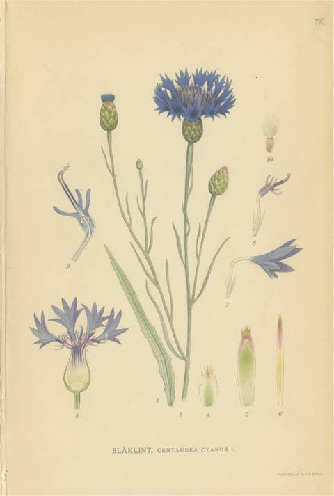Cornflower Botanical Study, Centaurea Cyanus, Carl Lindman, c.1905