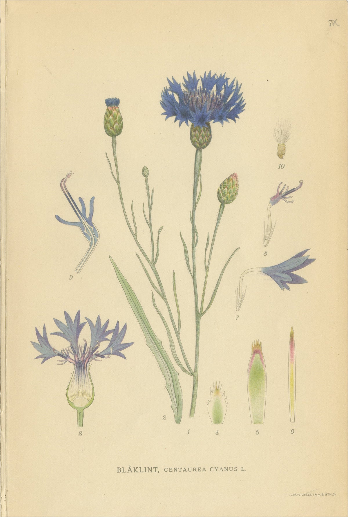 Cornflower Botanical Study, Centaurea Cyanus, Carl Lindman, c.1905