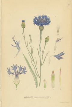 Cornflower Botanical Study, Centaurea Cyanus, Carl Lindman, c.1905