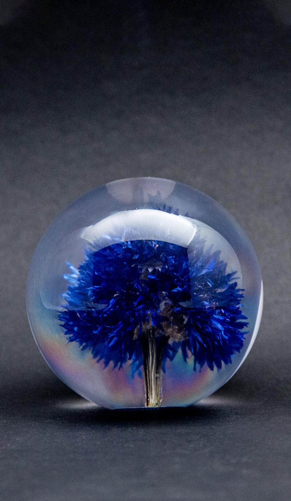 Cornflower paperweight. Created from an encased, natural blue cornflower. Measure: 3