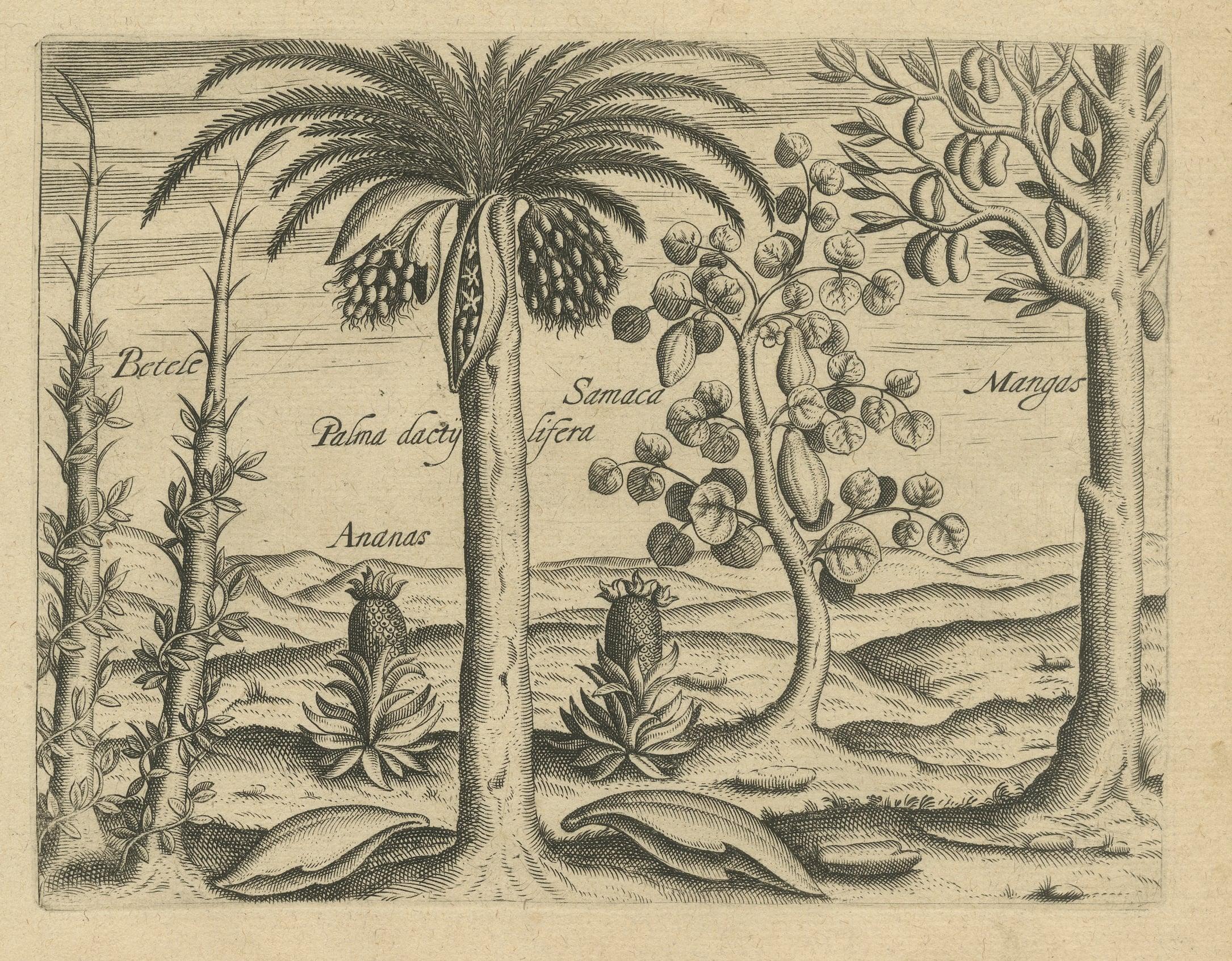 Engraved Cornucopia of India: Pineapples, Betel, Date Palms, Soursop, and Mangoes, 1601 For Sale
