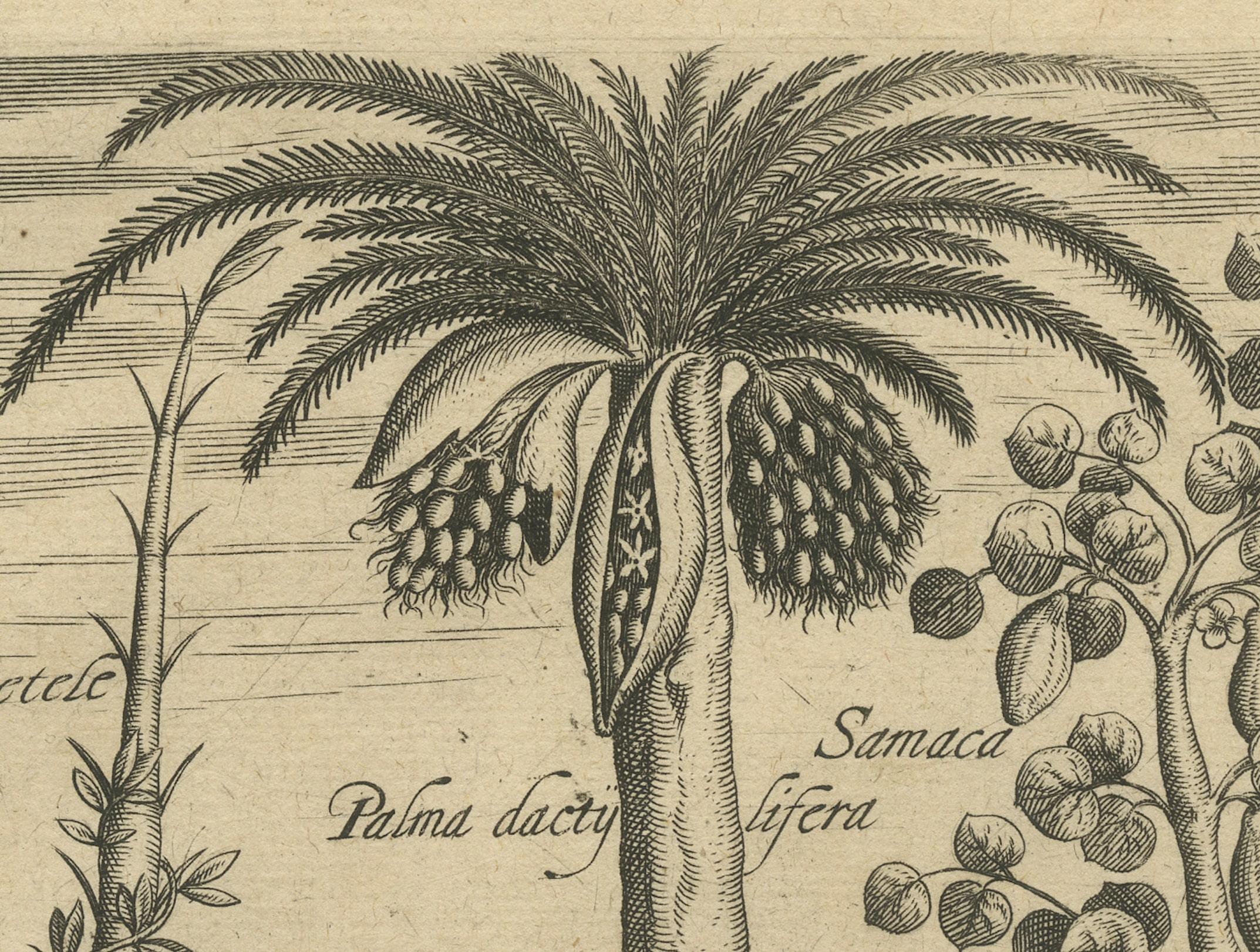 Cornucopia of India: Pineapples, Betel, Date Palms, Soursop, and Mangoes, 1601 In Good Condition For Sale In Langweer, NL