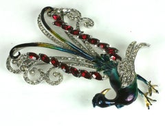 Coro Bird of Paradise Lyre Bird