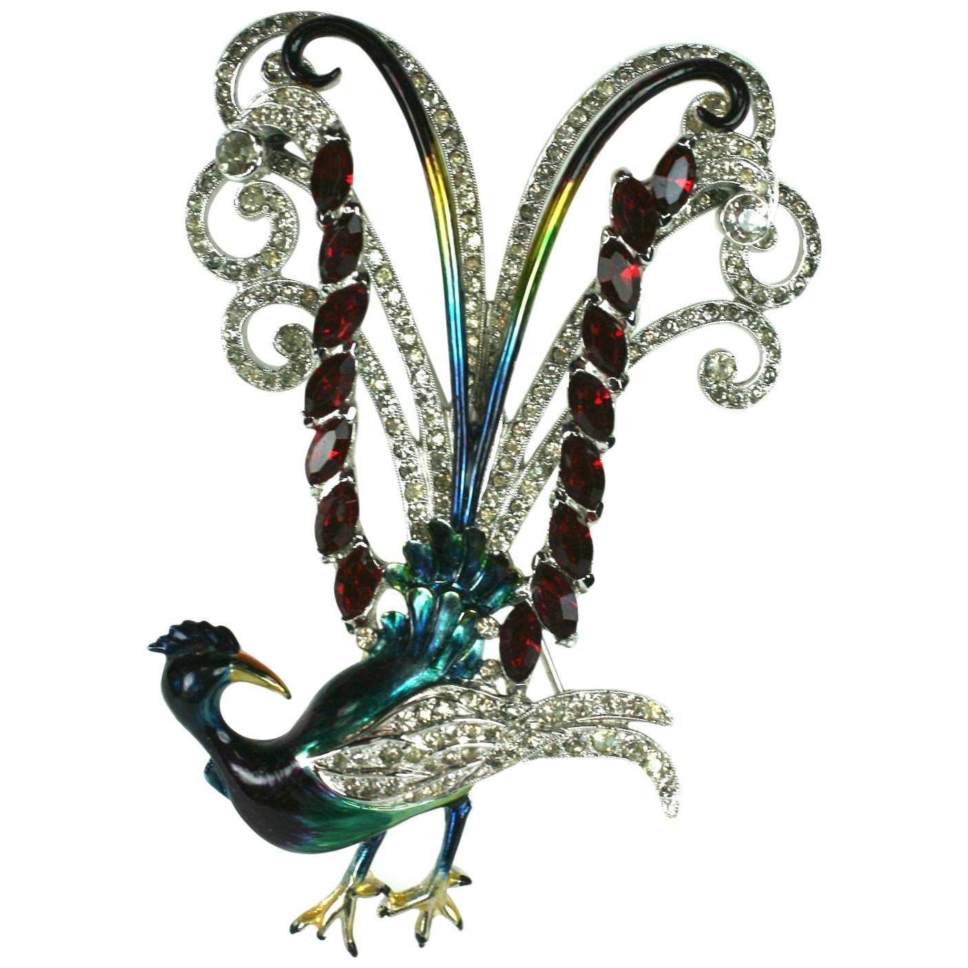 Coro Leiervogel des Paradieses