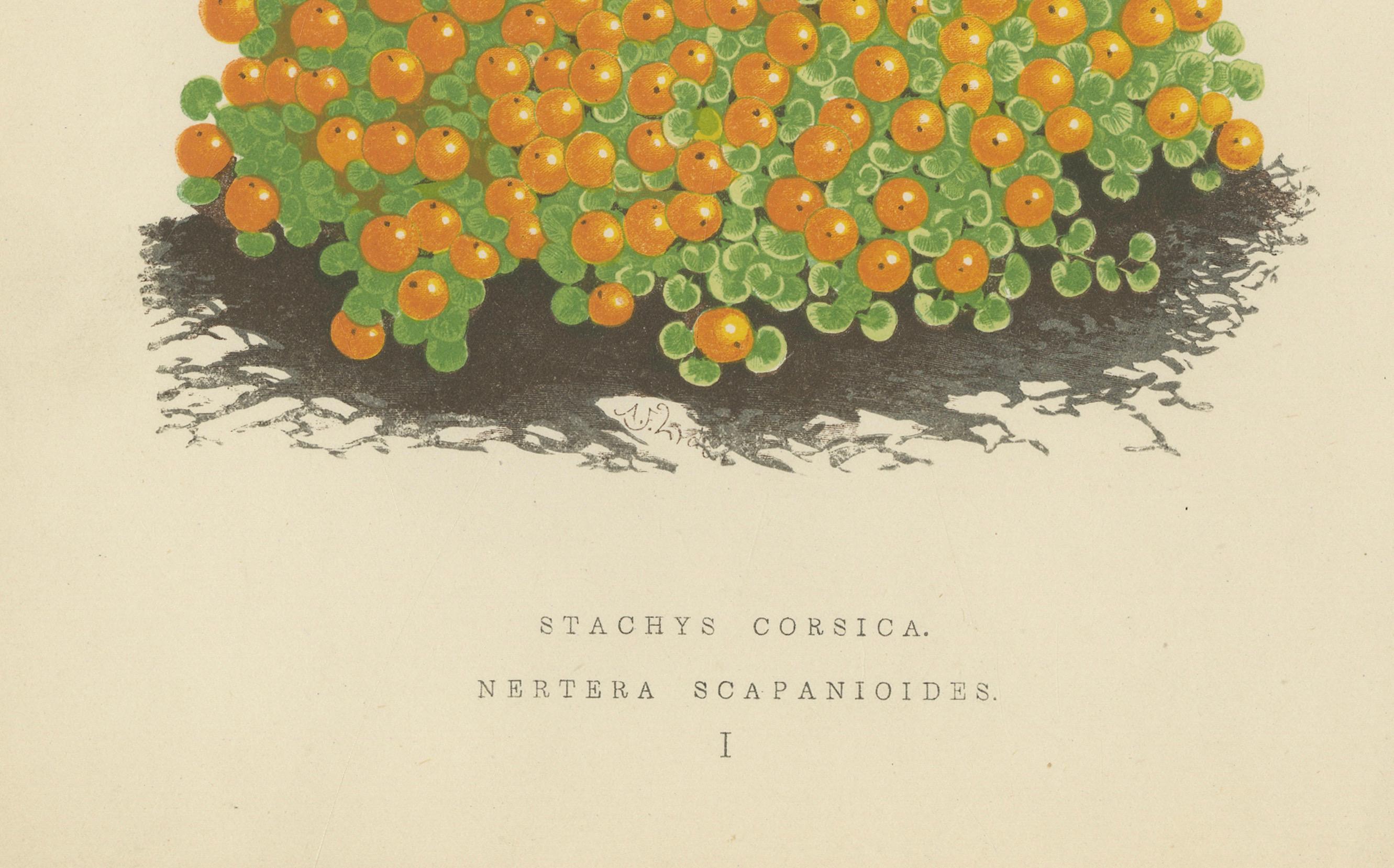 Korsische Betonie und Korallenperlenpflanze, handkolorierter botanischer Druck, 1874  
  
Dieser elegante handkolorierte botanische Druck aus dem 19. Jahrhundert zeigt zwei auffällige alpine Arten: Die Korsische Betonie (Stachys corsica) und die