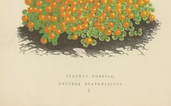 Corsican Betony and Coral Bead Plant, Hand-Coloured Botanical Print, 1874