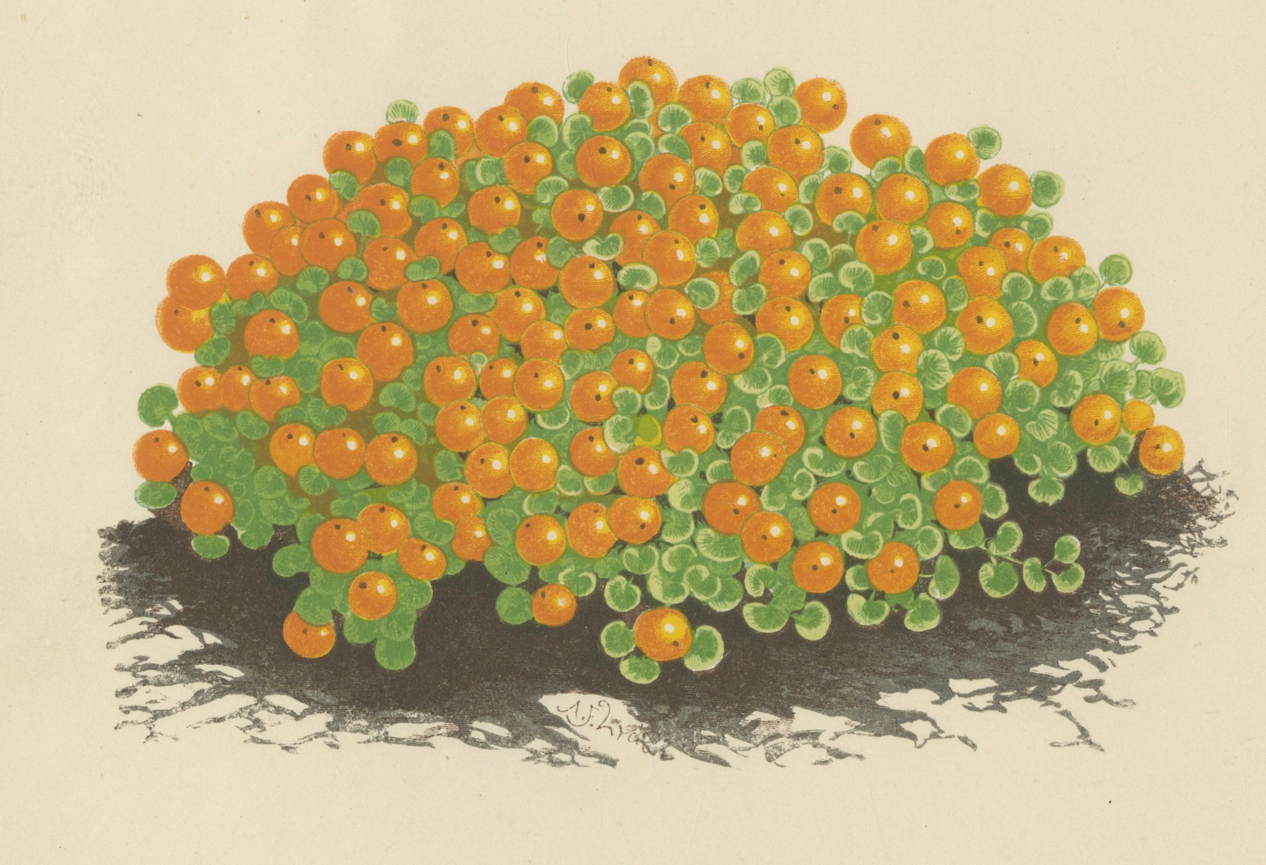 Corsikanische Beton- und Korallenperlen-Pflanzgefäße, handkolorierter botanischer Druck, 1874 im Zustand „Gut“ im Angebot in Langweer, NL