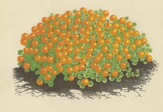Corsican Betony and Coral Bead Plant, Hand-Coloured Botanical Print, 1874, view 3