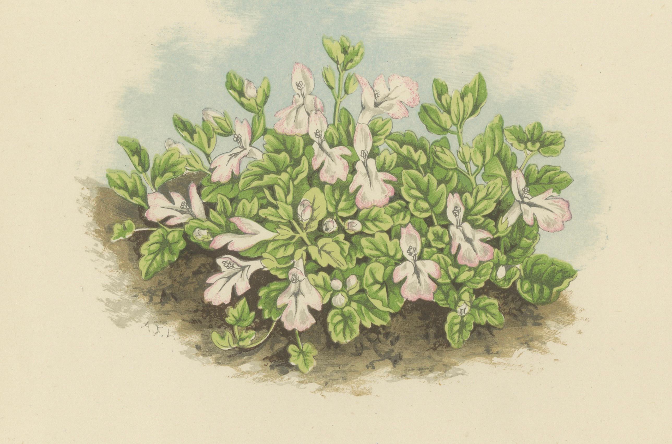 Corsikanische Beton- und Korallenperlen-Pflanzgefäße, handkolorierter botanischer Druck, 1874 (Spätes 19. Jahrhundert) im Angebot