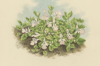 Corsican Betony and Coral Bead Plant, Hand-Coloured Botanical Print, 1874, view 4