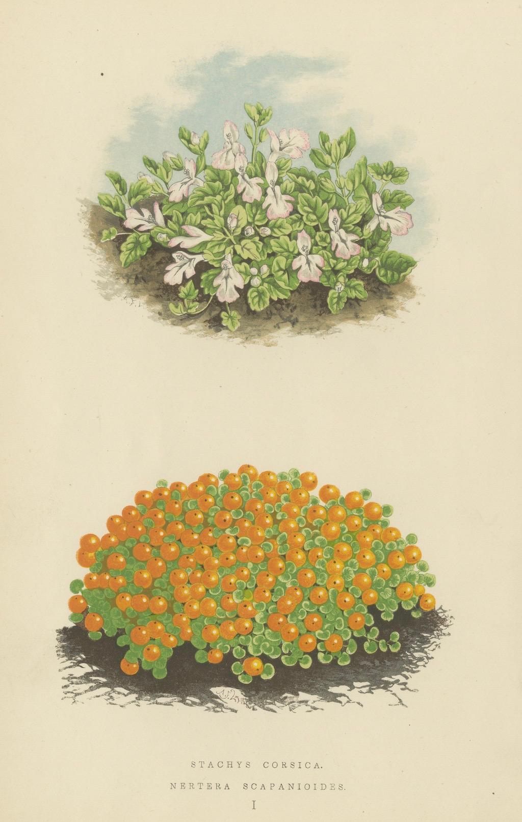 Corsikanische Beton- und Korallenperlen-Pflanzgefäße, handkolorierter botanischer Druck, 1874 (Papier) im Angebot