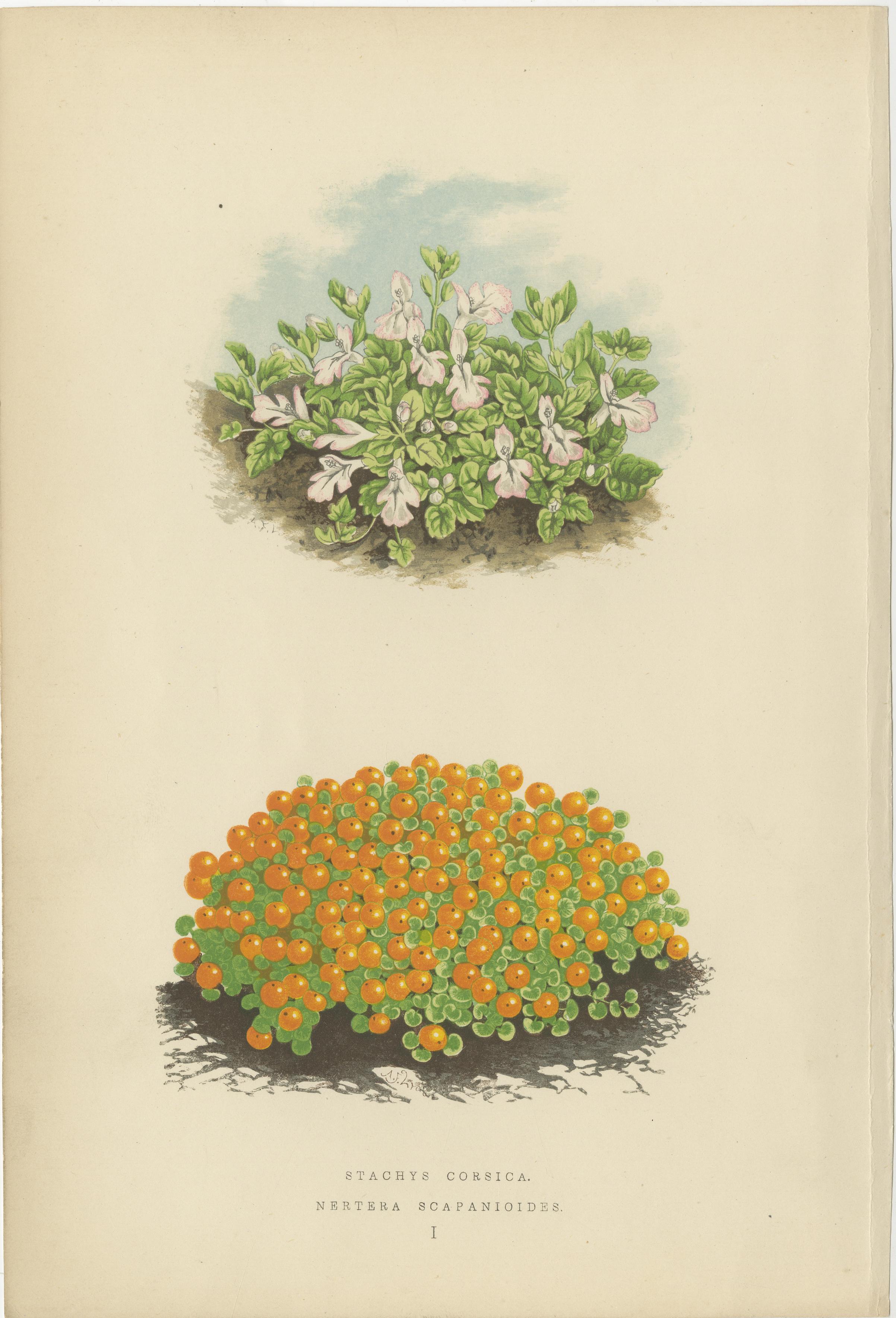 Corsikanische Beton- und Korallenperlen-Pflanzgefäße, handkolorierter botanischer Druck, 1874 im Angebot 1
