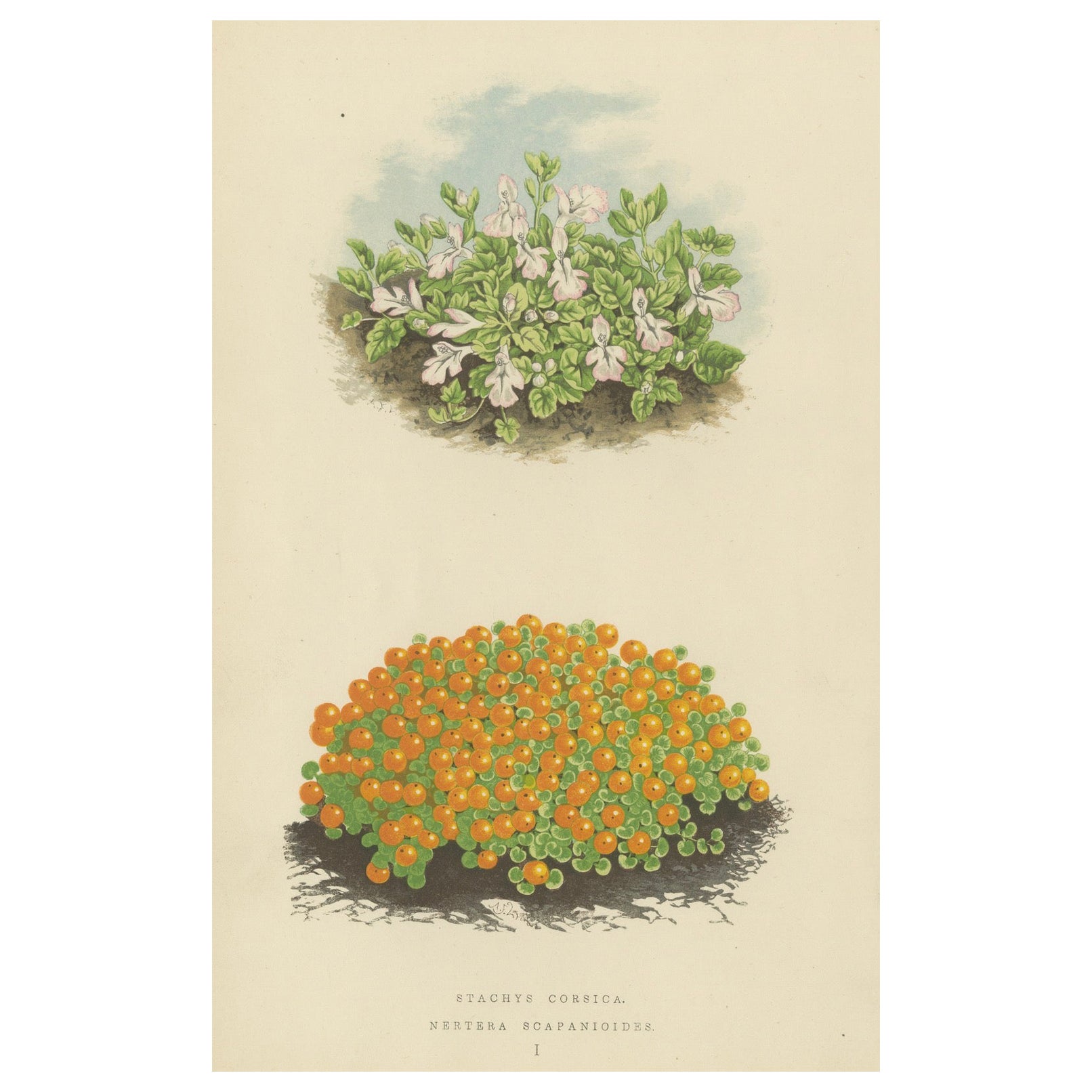Corsikanische Beton- und Korallenperlen-Pflanzgefäße, handkolorierter botanischer Druck, 1874 im Angebot