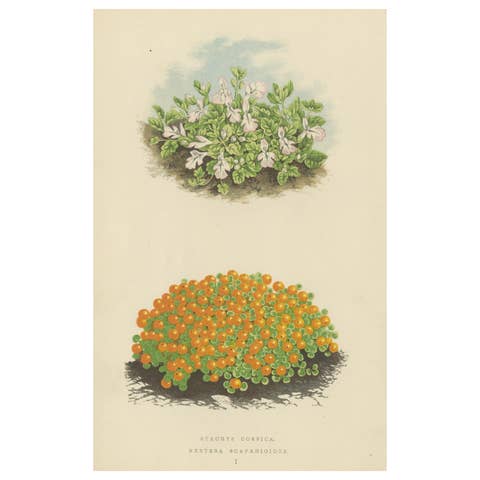 Corsican Betony and Coral Bead Plant, Hand-Coloured Botanical Print, 1874