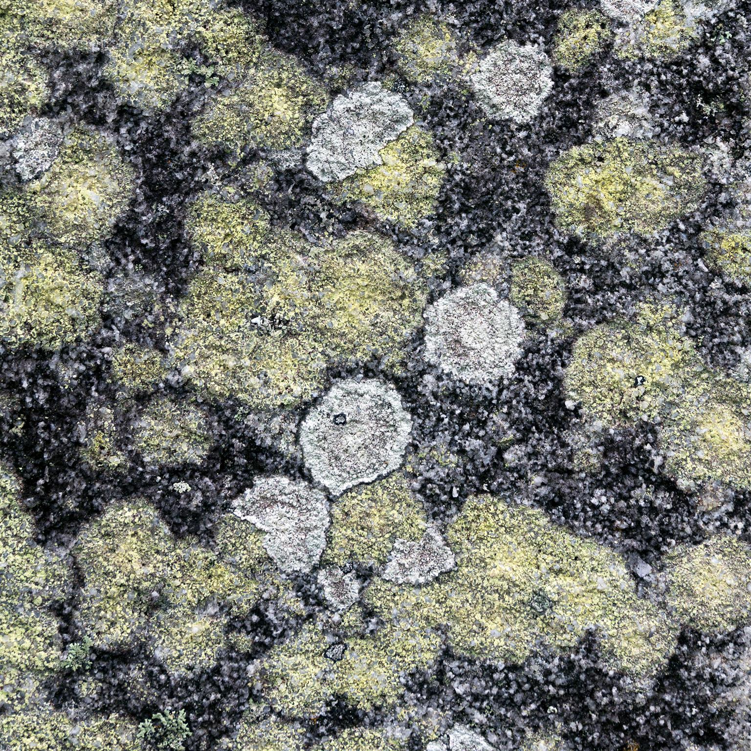 Abstract in Nature, Australia, 2018
Photograph by Cosmo Condina. Lichen growing on a rock, Maclean, Australia, 2018
Archival pigment print 19 X 12.6 in. Edition of 10. This is # 3/10 in the edition.

A colour photograph of lichen creating an