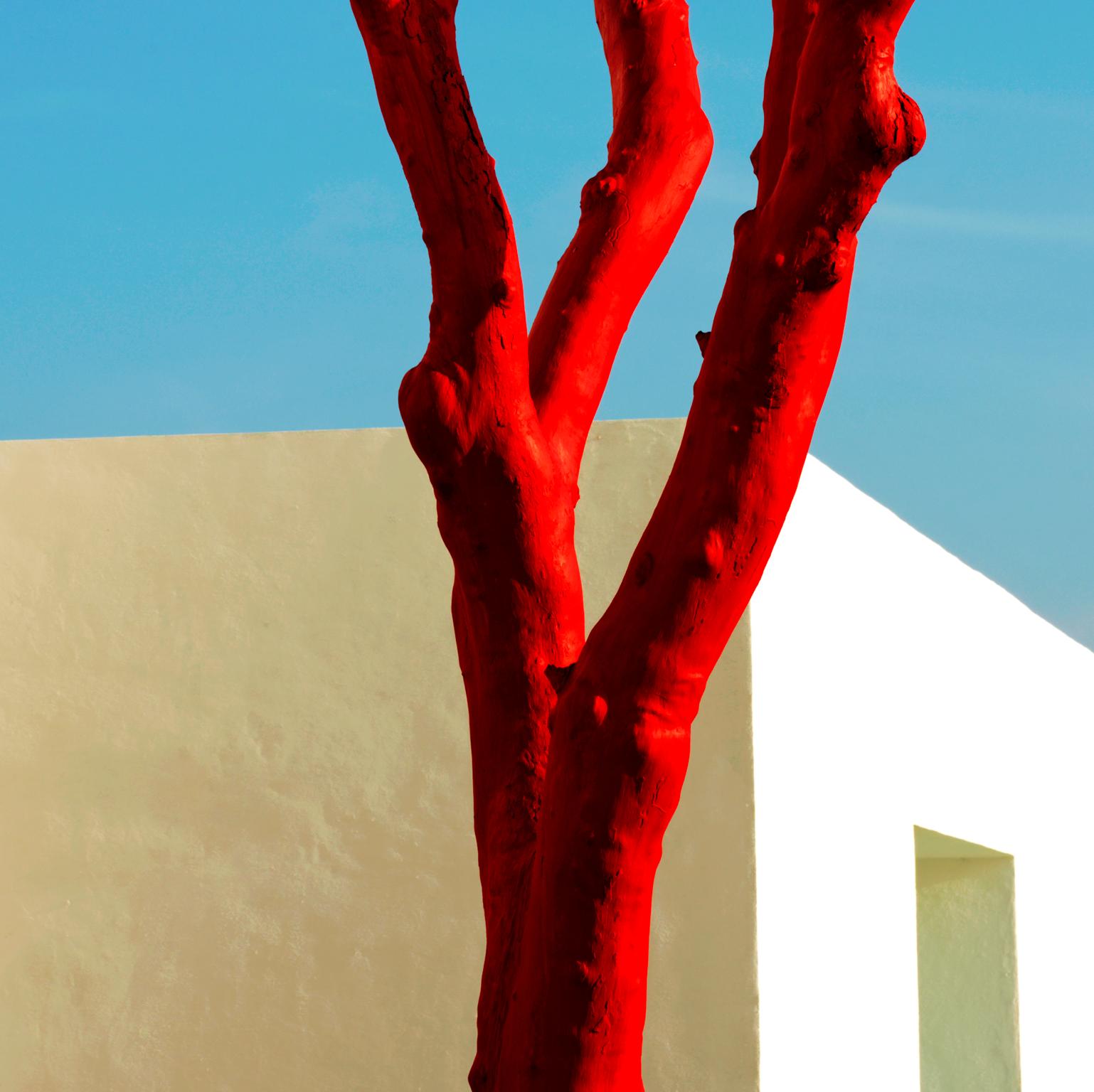 Red Tree, Akumal, Mexico, 2007. - Photograph by  Cosmo Condina