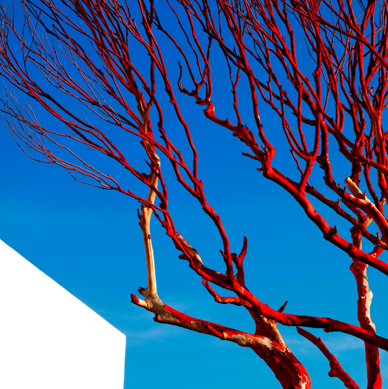 Red Tree, Akumal, Mexico, 2007.
Photograph by Cosmo Condina of a red tree against a blue sky with modern architecture in Akurnal, Mexico.
 Archival Pigment Print, 18” X 13.6”, Edition of 10. This is #3/10 in the edition.
 
A modern graphic version