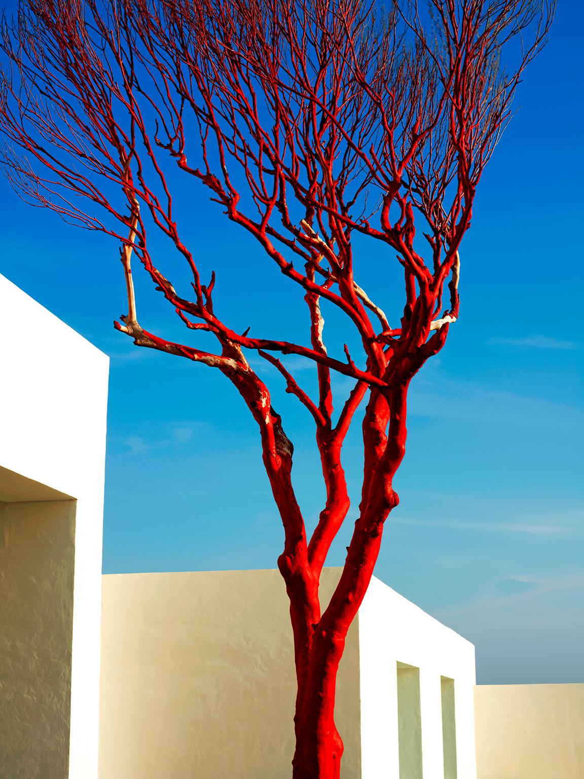  Cosmo Condina Color Photograph - Red Tree, Akumal, Mexico, 2007.