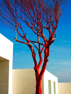 Roter Baum, Akumal, Mexiko, 2007.