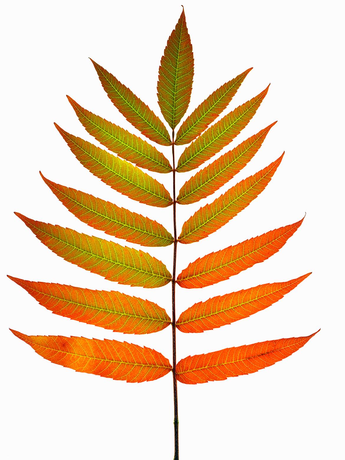  Cosmo Condina Color Photograph - Sumac Leaves in Autumn, 2020