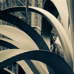 Yucca. Mexico City, Mexico, 2020