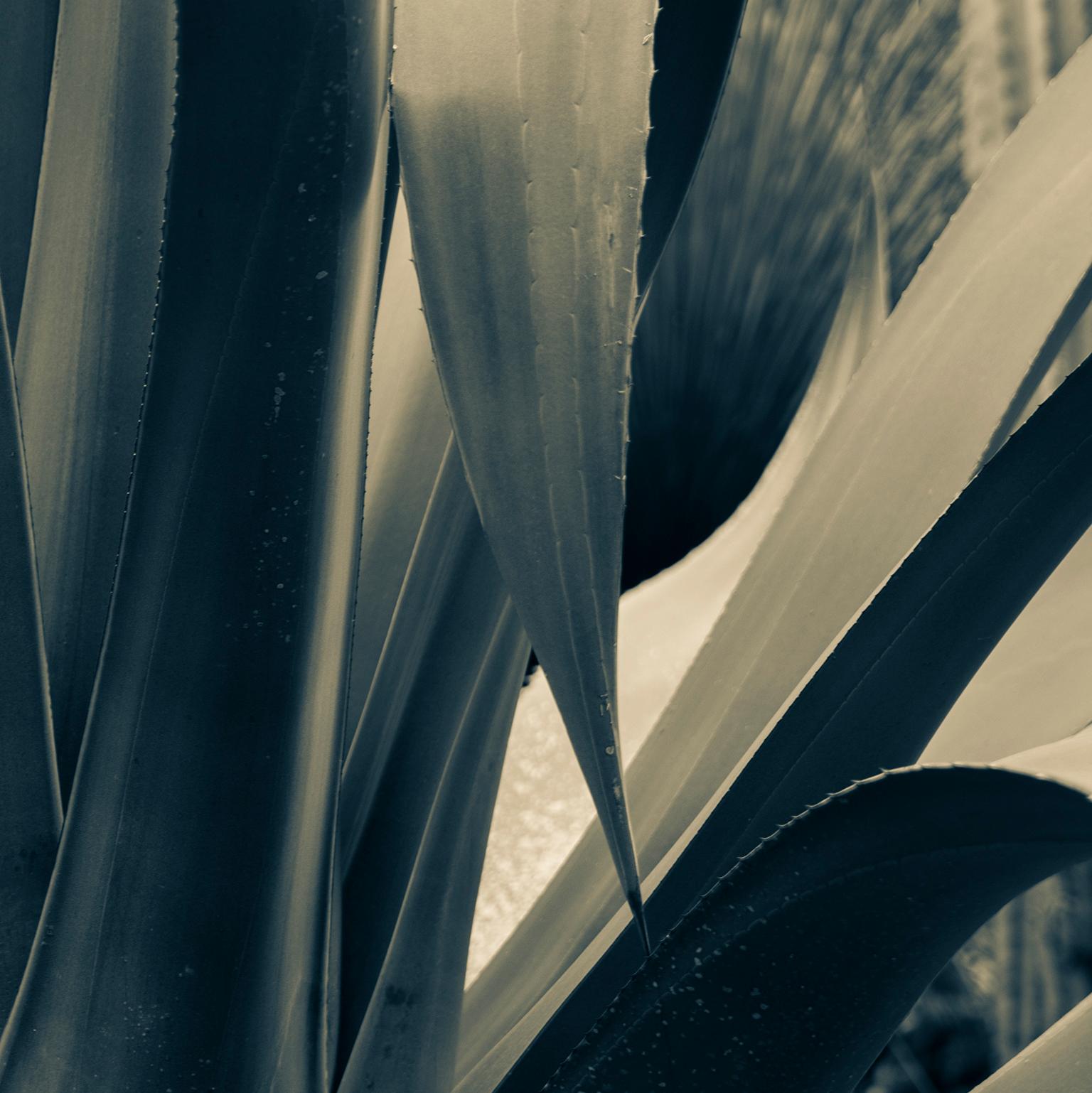 Yucca. Mexico City, Mexico, 2020
Photograph by Cosmo Condina of a yucca plant in tones of Black and White
Archival Pigment Print, 19” X 12.6”, Edition of 10. This is #3/10 in the edition.
 
One of several in this series of photographs of “Yucca”