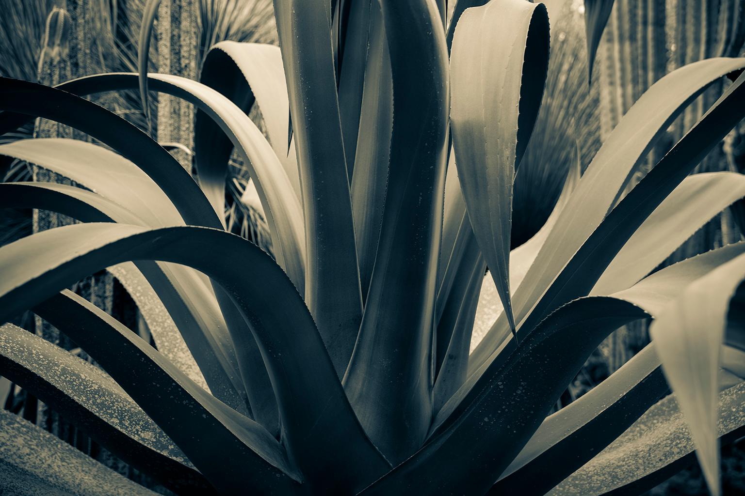 Yucca. Mexico City, Mexico, 2020 For Sale 1