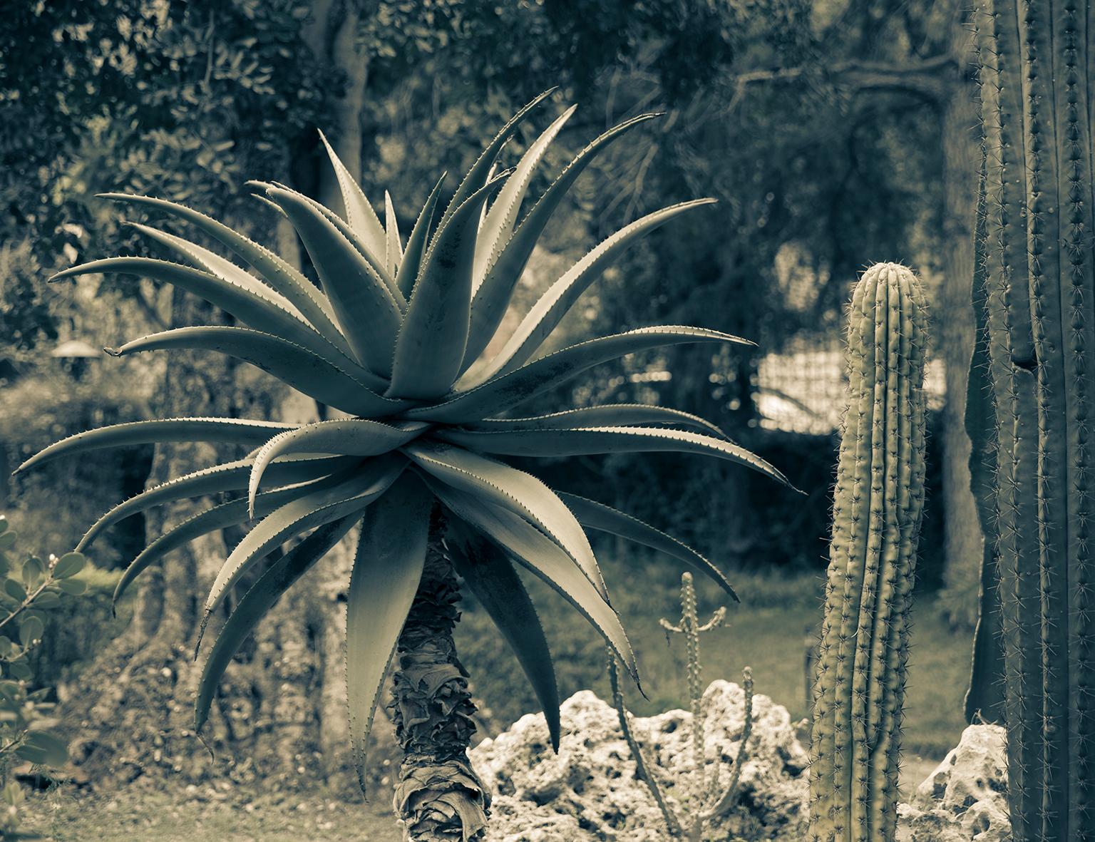  Cosmo Condina Black and White Photograph - Yucca Plant, Italy, 2017