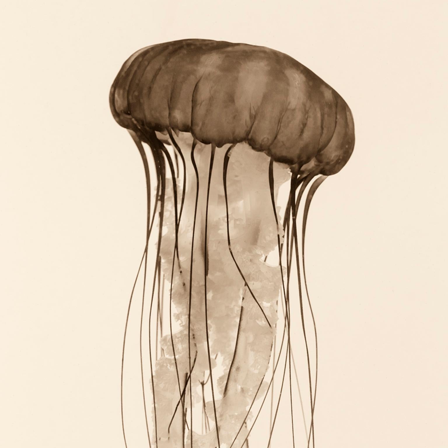 Pacific Sea Nettle - Photograph by Cosmo Condina